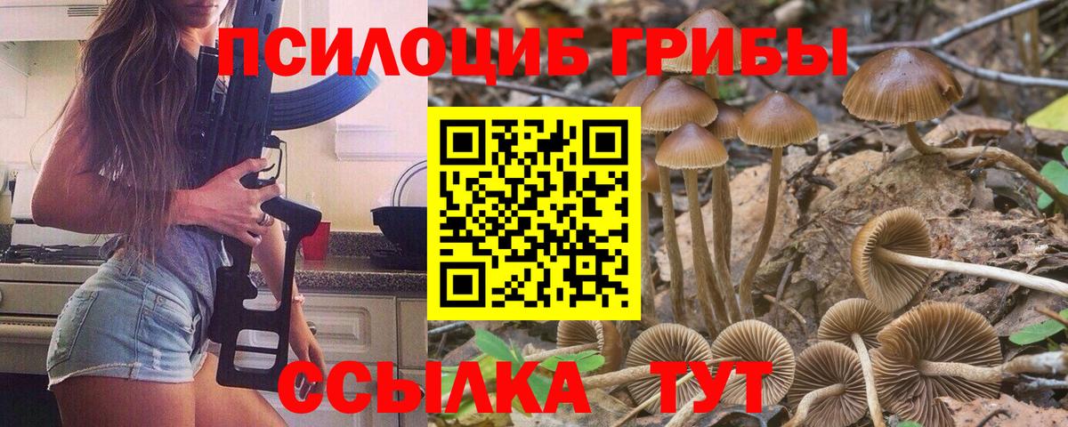 Псилоцибиновые грибы Cubensis Северск